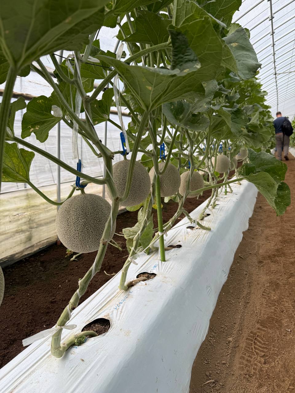 Navbatdagi manzil Orchard shahridagi “Forest Park Melon no Mori” (Melon no Mori o‘rmon parki) fermer xo‘jaligi bo‘ldi.